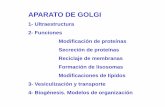 APARATO DE GOLGI - … · APARATO DE GOLGI 2- Funciones 2.1. Modificación de proteínas 2.2. Secreción de proteínas ... ESTRUCTURA DE LA CLATRINA Clathrin coat . 3. FORMACIÓN