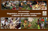 Guía metodológica Diagnóstico, recuperación, … · También se busca identificar los principales usos culinarios, las épocas de disponibilidad de semillas, su abundancia, escases