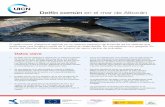 Delfín común en el mar de Alborán - iucn.org · Con el apoyo de Delfín común en el mar de Alborán • El delfín común (Delphinus delphis) es un cetáceo pequeño de la familia