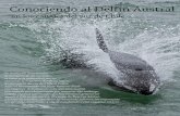 Conociendo al Delfín Austral - anihuereserve.comculo DA FINAL.pdf · sobre todo el Delfín Austral que a menudo se acerca a las pequeñas embarcaciones, lo que sin lugar a dudas