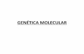 GENÉTICA MOLECULAR - … · ADN •Estructura terciaria. Modelo “collar de perlas” –La doble cadena de ADN se asocia a proteínas (histonas) para compactar la estructura