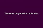 Técnicas de genética molecular · Técnicas de genética molecular - Detección de secuencias de ADN y ARN - Localización de un gen - Estructura y función de una región genómica