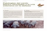 Patologías del cerdo Ibérico asociadas a la cría …ivis.org/journals/suis/112/2.pdf · Iberian pig, raised in Extremadura and in “montanera”. Mainly due to a poor ... total