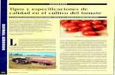 Tomate tlpo pera de Industria. - mapama.gob.es · Los sistemas de clasificación de ... hace que sea una de las hortalizas más populares para ... Una primera división del tomate