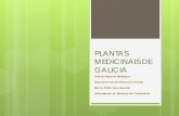 PLANTAS MEDICINAIS DE GALICIA - usc.es · Lippia triphylla (L´Her.) O. Kuntze Verbenaceae Herba luisa; hierba luisa Follas (I) Infusión . Pesadez de estómago . Hipotensora Mellora
