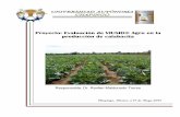Proyecto: Evaluación de VIUSID® Agro en la …catalysisagro.com/pdf/viusidInforme-calabacita.pdf · Provoca ruptura de la latencia en semillas que necesitan período de reposo.