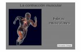 La contracción muscular Fibras musculares2).pdf · Tipos de fibras musculares extrafusales Tipos de fibras musculares extrafusales • Tipo I • Rojas, pequeñas • Slow T (lentas)