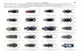 Madre de Dios, PERÚ 1 Dung Beetles (Scarabaeinae) … · 1Museo de Historia Natural, Universidad Nacional San Antonio Abad del Cusco, 2Smithsonian Conservation Biology Institute