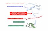 Control de la iniciación y terminación de la …umh1025.edu.umh.es/wp-content/uploads/sites/837/2013/02/Tema-5.7... · Regulación de la expresión genética Control de la iniciación