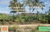 Virus rayado del banano (BSV) en las zonas … · Virus rayado del banano (BSV) en las zonas productoras de banano orgánico del Perú J. Tenorio J. Marín S E N A S A Servicio Nacional