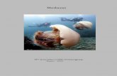 Medusas - CAUMAScaumas.org/wp-content/uploads/2015/03/03-medusas1.pdf · alrededor de trescientas pueden vivir en el Mar Mediterráneo y son el incordio y la preocupación de los