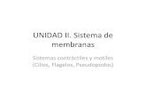 UNIDAD II. Sistema de membranaspeces.ens.uabc.mx/bcym/clases/pdf/II-d-Sistemas-contractiles.pdf · Sistemas contráctiles y motiles (Cilios, Flagelos, Pseudopodos) Procariontes ...