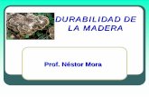DURABILIDAD DE LA MADERA - webdelprofesor.ula.vewebdelprofesor.ula.ve/forestal/moranest/pagina_personal/presentaci... · CLASIFICACIÓN DE LOS PRESERVANTES PARA MADERAS ... Capa aislante