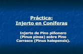 Práctica: Injerto en Coníferas - EDUCARMservicios.educarm.es/.../websDinamicas/20/injerto_en_conferas.pdf · Las coníferas, por su savia resinosa, deben injertarse en pleno invierno,