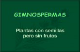 PINO SILVESTRE - iespoetaclaudio.centros.educa.jcyl.esiespoetaclaudio.centros.educa.jcyl.es/.../upload/gimnospermas_1eso.pdf · Son las primeras plantas con semilla (-360 m.a.). Están