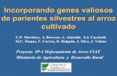 Incorporando genes valiosos de parientes silvestres al ...ciat-library.ciat.cgiar.org/Articulos_Ciat/arroz/c_martinez.pdf · Especies silvestres de Oryza representan una fuente de