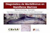 Diagnóstico de Morbillivirus en Mamíferos Marinos · Diagnóstico de Morbillivirus en Mamíferos Marinos Mariano Domingo, Sara Soto Centre de Recerca en Sanitat Animal (CReSA),