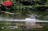 Los humedales deMéxico - elfaro.cic.unam.mxelfaro.cic.unam.mx/wp-content/uploads/2018/02/elfaro_191.pdf · protegían a los lagos ubicados al sur, específicamen- te Xochimilco y