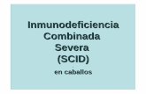 Introducción (recuerdo Inmunodeficiencia …€¦ · Introducción (recuerdo inmunológico) Aspectos generales Base genética Diagnóstico Tratamiento Bibliografía 1 Inmunodeficiencia