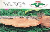 REVISTA Nº 11 AÑO 1999 - somican.comsomican.com/wp-content/uploads/2017/01/Yesca-11.pdf · -Plantas medicinales espontáneas en Cant ab ria (31) (E. Loriente Escallada) ... amigo