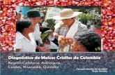 Diagnóstico de maíces criollos de Colombia - …³n Cafetera.pdf · a las diversas expresiones culturales y socioeconómicas de ... maíz en Colombia y de los maíces criollos y