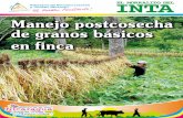 Manejo postcosecha de granos básicos en finca - …inta.gob.ni/images/pdf/MORRALITOS-INTA/Morralito Postcosecha INTA... · • En la panoja de arroz el 95% de los granos tiene color