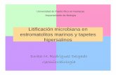 Litificación microbiana en estromatolitos marinos y ...salterns/geomicrobiolgy/Litificacion microbiana...pdf · Litificación microbiana en estromatolitos marinos y tapetes hipersalinos