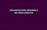 ORGANIZACIÓN GENÓMICA EN PROCARIOTAS · 2- Inyección del genoma viral (ADN) 3- transcripción, despolimerización del genoma bacteriano y replicación del viral 4- síntesis de