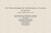 011 Paleontología de Vertebrados y Humana Sinapsidos · Tradicionalmente se han dividido en dos grupos: los “pelicosaurios”, típicos en el Pérmico Inferior y los ... Sabemos