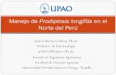 Manejo de Prodiplosis longifila en el Norte del Perú · Nuevas moléculas para el control de plagas: spirotetramat, fipronil (Prodiplosis), spinosad (Lepidópteros, thrips), benzoato