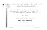 BiÓLOGO - biblio.uabcs.mxbiblio.uabcs.mx/tesis/TE751.pdf · Lista de abreviaturas Introducción Antecedentes Objetivo Area de estudio Materiales y mØtodos ... Fig 16 Plagioporus
