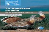 Avutarda 6 per pdf - ciencias-marinas.uvigo.es · de una apreciable reducción de su área de distribución y/o calidad del hábi-tat que ocupa. Tal es el caso de la avutarda, especie