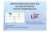 DESCOMPOSICIÓN EN ECOSISTEMAS … · Doñana=0,14. Mientras que en bosques emplados de eucalipto K= 12. En bosques de Quercus ... Ciclos de nutrientes y procesos edáficos en los