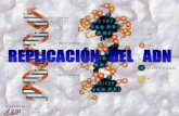REPLICACIÓN DEL ADN - …iespoetaclaudio.centros.educa.jcyl.es/sitio/upload/replicacion_adn... · La ADN-polimerasa une nucleóticos sólo en sentido 5´-3´. Por ello, las hebras