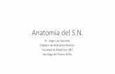 Anatomía del SN. - ananor.net · Anatomía del S.N. Dr. Jorge Luis Saccone. Cátedra de Anatomía Normal. Facultad de Medicina UNT. Santiago del Estero 2016.