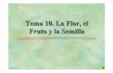Tema 10. La Flor, el Fruto y la Semilla - euita.upv.es PDF/Tema 10_La Flor_C.pdf · En gimnospermas sólo uno de los gametos masculinos ... granos de polen en contacto con las papilas