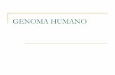 GENOMA HUMANO - medicinaunivalle14.weebly.commedicinaunivalle14.weebly.com/uploads/2/6/7/2/26724831/genoma... · veces en el genoma. El genoma humano tiene 3 billones de pares de