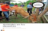 Animales en los desastres - Español | Portal Educativo ...portaleducativobienestaranimal.org/sites/default/files/Mod6... · También es recomendable tener algunos medicamentos básicos
