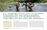 La Anguila (Anguilla anguilla Estudio de los principales ... · En la última etapa de su vida inicia el viaje de regreso al mar, y ... de un estudio sobre patógenos y pato- ...