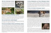 MAPACHES ¿Cómo se Previene el Distemper Canino?wendyblount.com/ecaca/disease/distemper_brochure_spanish.pdf · Todos los perros tienen riesgo, sin embargo, los cachorritos de ...