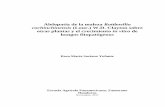 Alelopatía de la maleza Rottboellia cochinchinensis … · (Rottboellia conchinchinensis) en el porcentaje de germinación de tres hortalizas. ... Pestalotia sp. en medio de cultivo