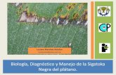 Biología, Diagnóstico y Manejo de la Sigatoka Negra … Alumnos 2012/sigatoka bana… · Comportamiento de la sigatoka negra en las principales regiones productoras de plátanos