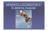 APARATO LOCOMOTOR II: El sistema muscular · aparato locomotor. El sistema muscular está formado por el tejido muscular, es decir, los músculos que representan la parte activa del