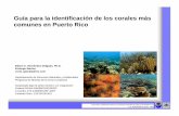 Guía para la identificación de los corales más comunes …cidra4h.weebly.com/uploads/3/5/0/5/3505943/hernandez_2009_-cd-rom... · comunicación del internet para la identificación