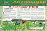 A producir más - conarroz.com · • Asesoría directa en el campo y en la oficina de insumos sobre la producción. ... en la siembra de cultivos para ... precio de arroz en granza