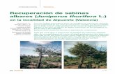 Recuperación de sabinas albares (Juniperus thurifera L.)montesdelacuenca.org/recuperacion_sabinas.pdf · Palabras clave: Juniperus thurifera, degradación, recuperación. With this
