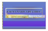 FAUNA NATIVA DE CHILE NATIVA.pdf · 2017-11-24 · FAUNA NATIVA DE CHILE ... fuego y su hÆbitat son especialmente las zonas bajas de las cordilleras de la zona central. ... Se encuentra