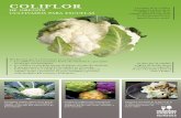 COLIFLOR - oregon.gov · El nombre coliflor quiere decir flor de repollo. ¡Esto es porque en realidad la coliflor es una flor que todavía no se ha desarrollado! Aunque la coliflor
