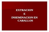 EXTRACION E INSEMINACION EN CABALLOSservicios.educarm.es/.../websDinamicas/20/inseminacion_equino.pdf · inseminacion en caballos . inmovilizacion de la yegua. la cola se ata para