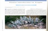 Plantas introducidas en Aragón - … · a las plantas que crecían allí de forma natural por competencia. La selección natural favorece las características de los vegetales extranjeros,